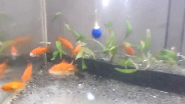 Мои Рыбки смотреть онлайн