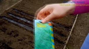 Первые посевы в апреле. Что можно посеять в открытый грунт.