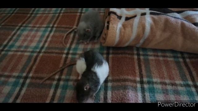 Первая встреча Няши и Ская смотреть онлайн