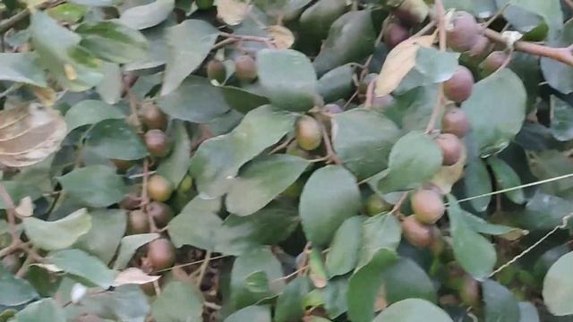 Miss India Apple Ber plant 8001711730 смотреть онлайн