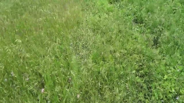 по грибы смотреть онлайн