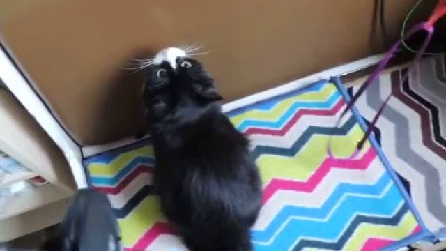 коты, кошки, котята смотреть онлайн