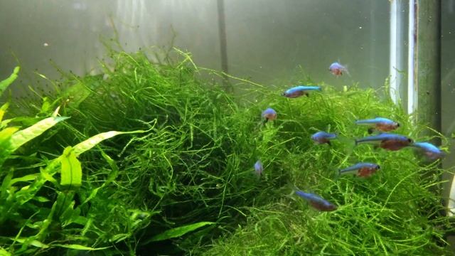 Manja's Sundadanio axelrodi blue - Rasbora axelrodi blue смотреть онлайн