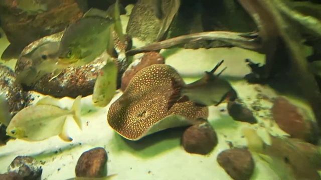 15 Myleus rubripinnis Myleus torquatus Mesonauta insignis Eel Potamotrygon leopoldi Berlin Aquarium смотреть онлайн