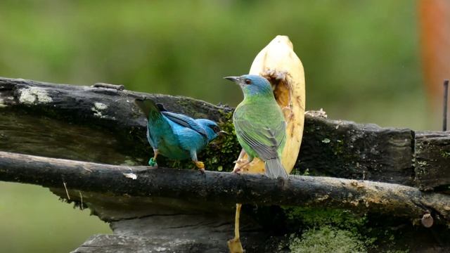 Casal de Saí-azul (Dacnis cayana) - Instituto Passarinhar смотреть онлайн