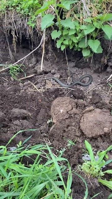 Уж не даёт копать червей смотреть онлайн