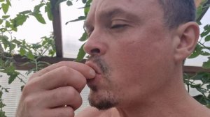 Томат "Мои Танцующие Зелёные Пальчики", десертный как виноград! "My Dancing Green Fingers" tomato 🍅