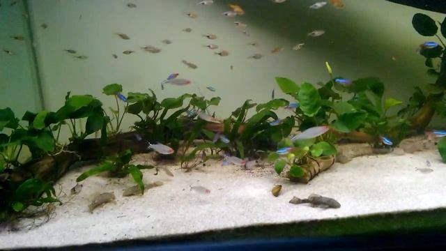 Community Tank: 60 Rasbora, 60 Neon, 25 Ember, 25 Red Nose, 10 Panda Cory, 5 Ancistrus sp. смотреть онлайн