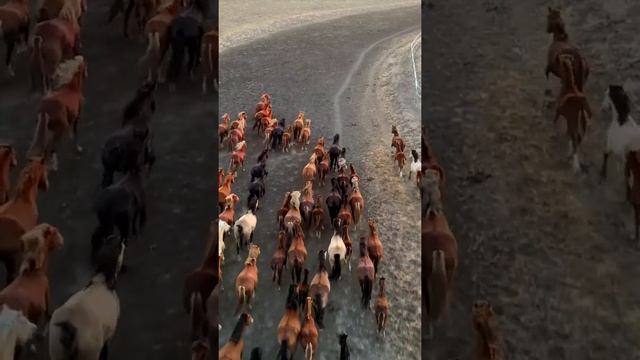 #horse#horse and short#wild horse#дикие лошади#табун лошадей#лошади#лошадь#лошадиная сила#nature# смотреть онлайн