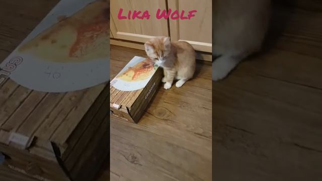 КТО CALZONE ЗАКАЗЫВАЛ? 😍Смешные коты | Lustige Katzen | Милые котята| Забавные кошки|Funny cute cat смотреть онлайн