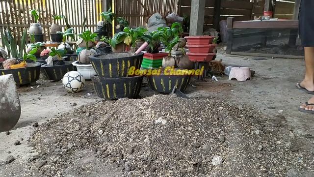 Bahan Tanam Media Tanah | Bonsai Kelapa смотреть онлайн