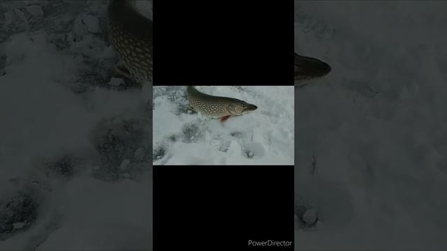 трофейная щука 6.5кг, рыбалка на жерлици, #щука #рыбалка смотреть онлайн