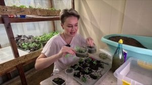 ДИХОНДРА.КАК ПИКИРОВАТЬ РАССАДУ ДИХОНДРЫ.