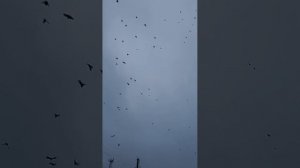 19.01.2025г Выпуск голубей на Крещение👍