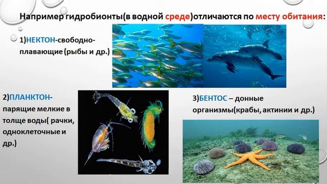 Среда, место обитания, ареал