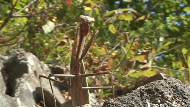 богомол ГАМОВСКИЙ