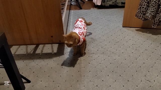 У девочек ПРИМЕРКА ПРОМЕЖУТОЧНАЯ ЦЕЛЬ похудения смотреть онлайн