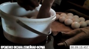 Инкубация гусиного яйца. Рабочая схема. Часть 1