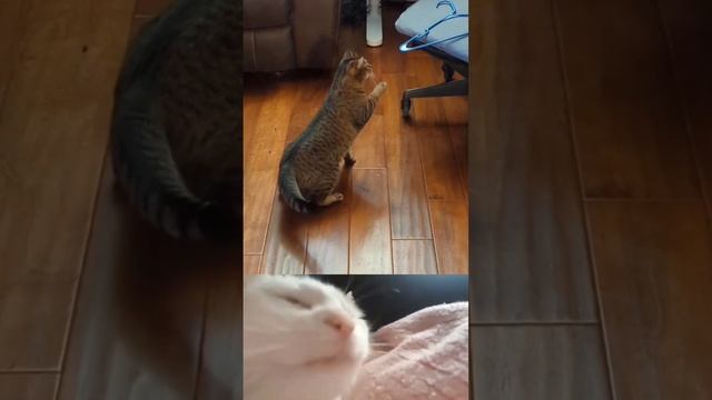 кот сумасшедший прикол смотреть онлайн