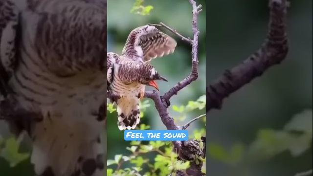 #short#feel the sound❤️👇👇👇#ytshortsindia смотреть онлайн