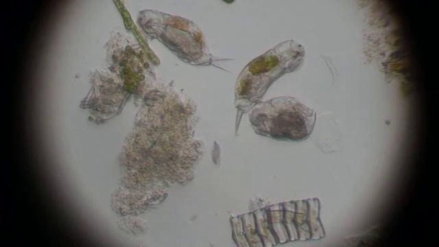 Party of Rotifers смотреть онлайн