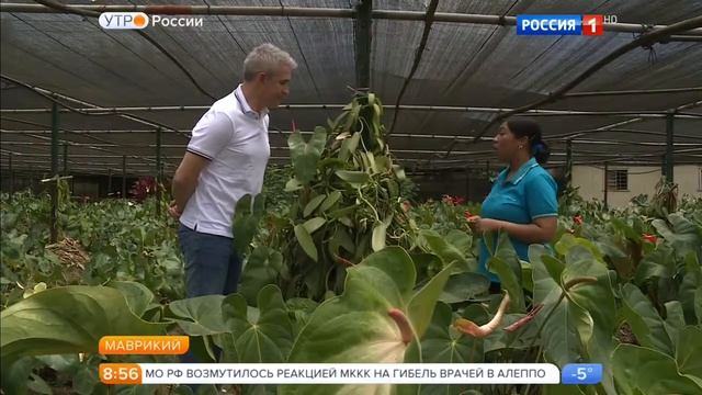 Владислав Завьялов Путешествие на Маврикий - Сахар, чай, ваниль Утро России Эфир от 06.12.2016 смотреть онлайн