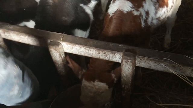 Пастбище. Сохраним коров при нехватке сена №40 смотреть онлайн