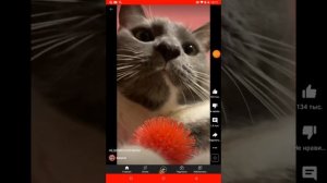 я пушистый пухлый кошарик 5 минут