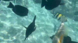 ЛУЧШИЙ РИФ в ЕГИПТЕ ⁉️ JAZ FANARA RESORT  Шарм-эль-Шейх 2024 Coral and fish