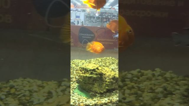 аквариум СВП смотреть онлайн