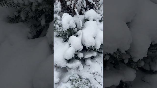 Обязательно стряхните первый снег с растений в саду #сад #садоводство #дача #растения