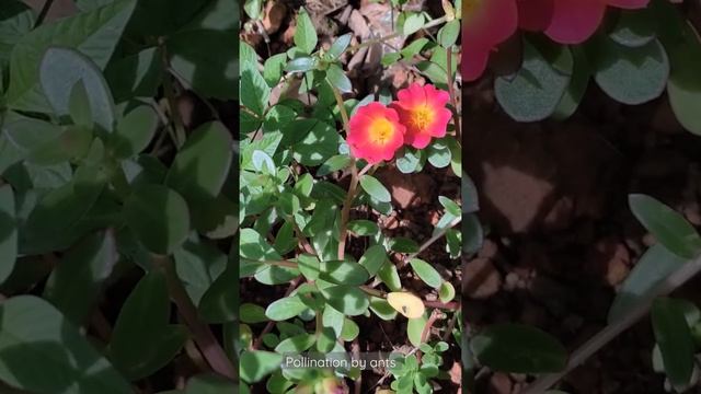 pollination by ants #pollination #flower #reproduction смотреть онлайн