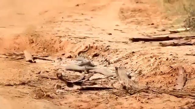 Black mamba fighting смотреть онлайн