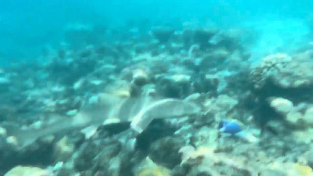 Акулы на домашнем рифе смотреть онлайн