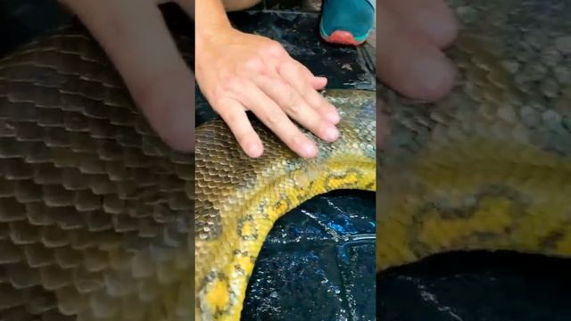 😲Big Anaconda snake 🐍 Dekho kitne bada he snake 🖕#shorts #cherryvlog #youtubeshorts #snake #anacond смотреть онлайн