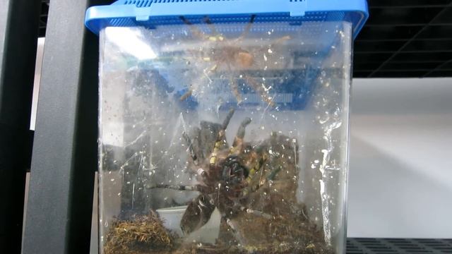 Poecilotheria fasciata: tarantula courtship / drumming смотреть онлайн