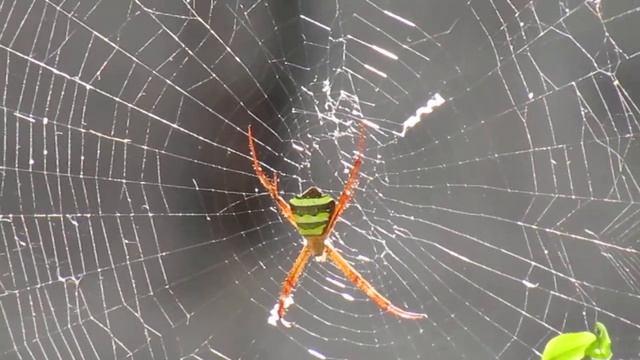 Signature spider in web смотреть онлайн