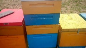 Подсадка маток - результат 99%