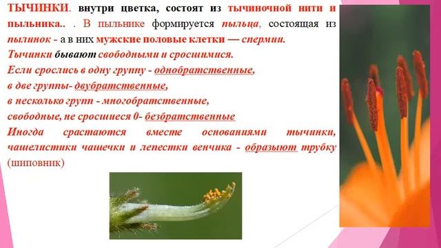 Цветок генеративные органы растений