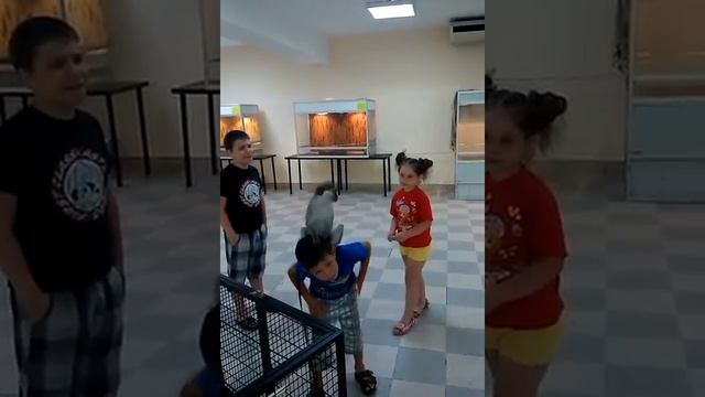 Нападение обезьяны смотреть онлайн