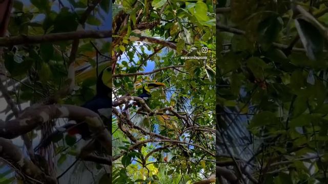 Birdwatching in Costa Rica смотреть онлайн
