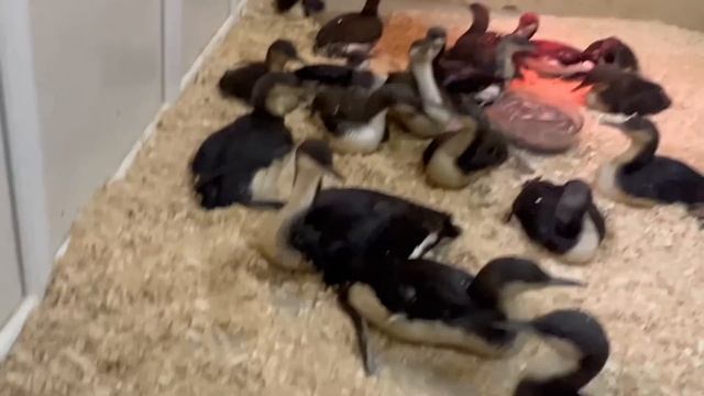 Уже более 700 пострадавших птиц принял Олег Зубков, посмотрите как активно они кушают!!! смотреть онлайн