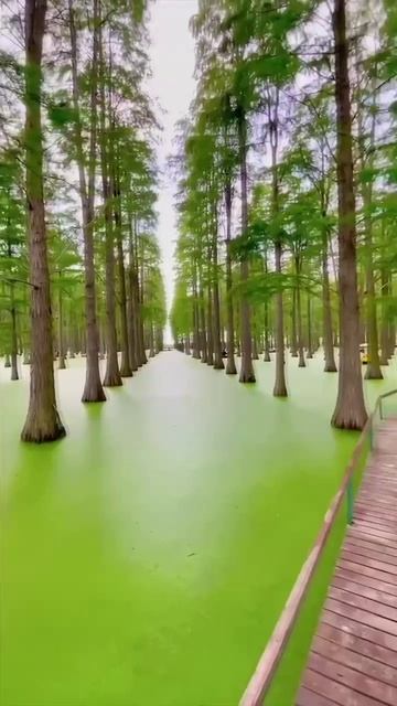 Парк Личжун, Китай смотреть онлайн