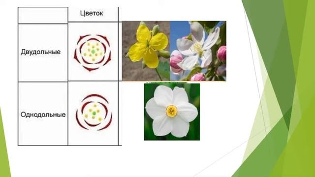 Однодольные и двудольные растения