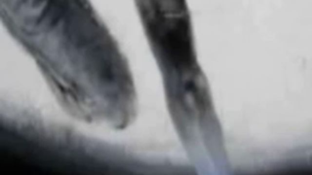 Camille Bazbaz ~ Infinie Solitude