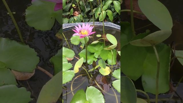 Blue Water Lily | SRI LANKA 😍 🇱🇰 смотреть онлайн