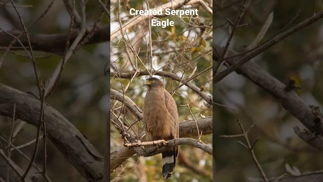 Some Clicks of Crested Serpent Eagle. смотреть онлайн