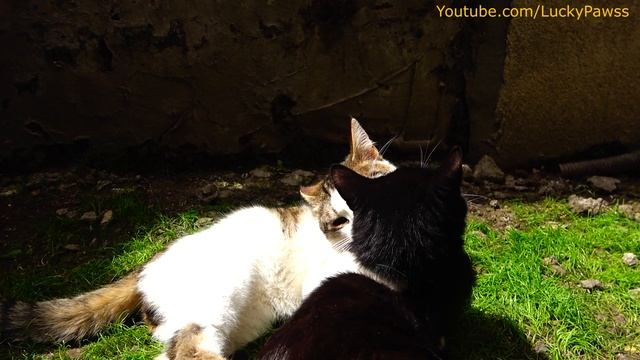 What Do STRAY CATS Do During The Day? (CATS - KITTENS) смотреть онлайн