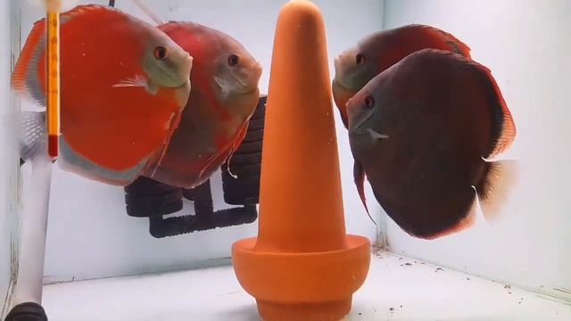 2 Discus Pairs And One Cone. Very Special. Thanks To  侯捷薾