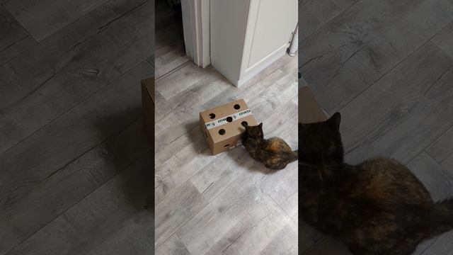 Крутая игрушка для кошки смотреть онлайн